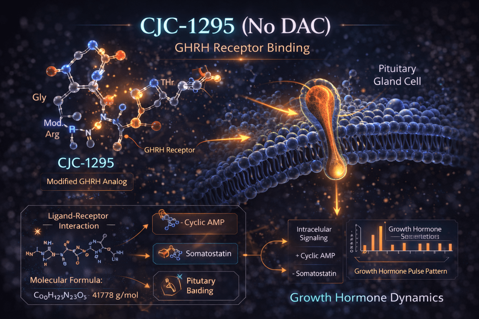CJC1295 GHRH receptor binding diagram