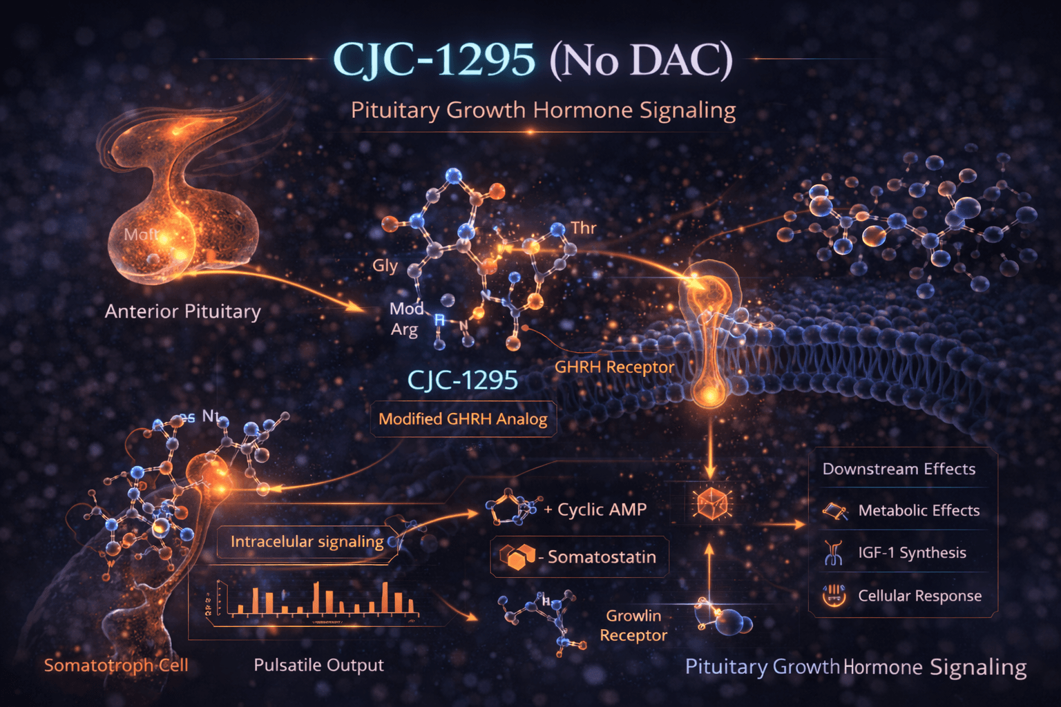 CJC1295 pituitary growth hormone signaling