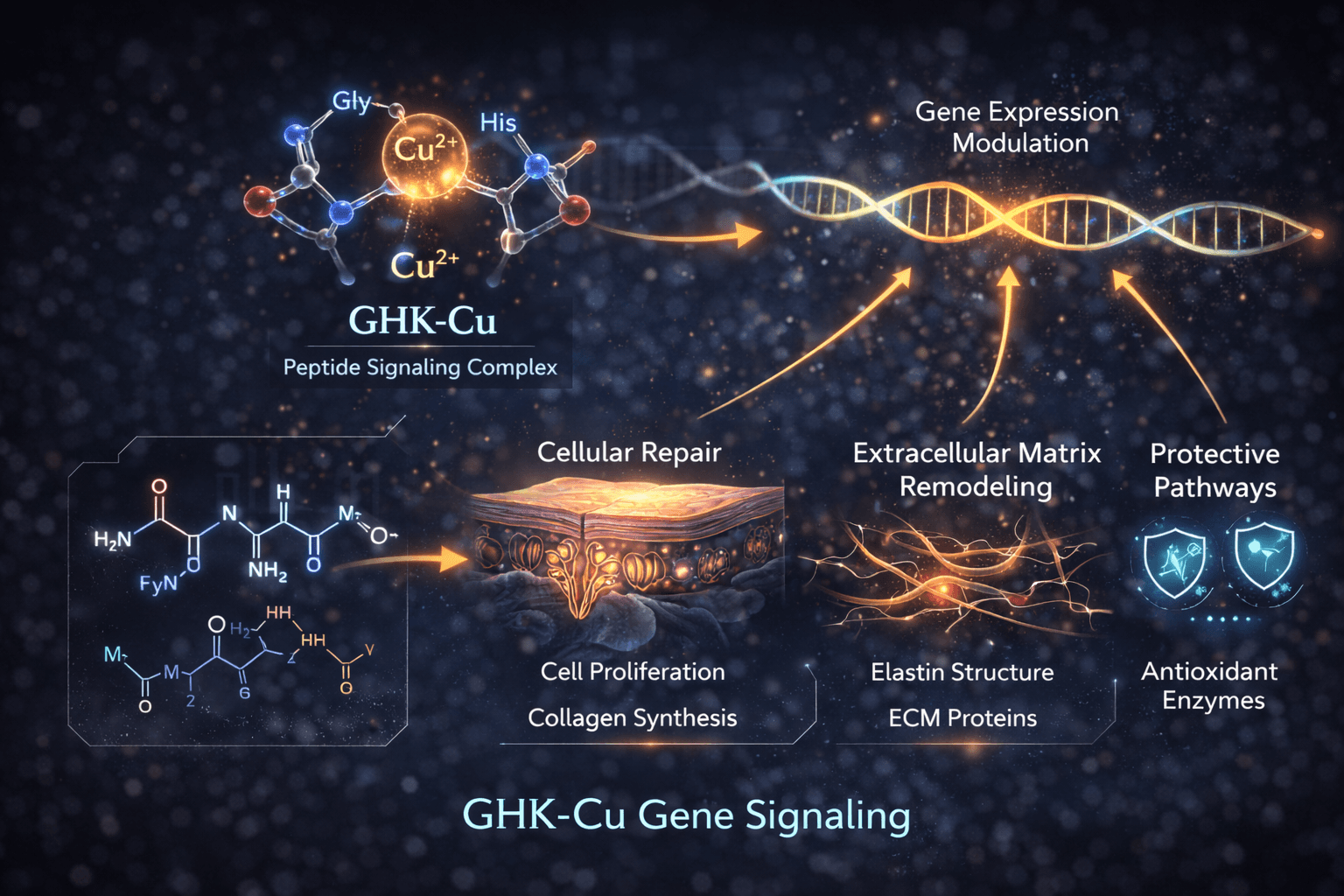GHK-Cu gene signaling pathway
