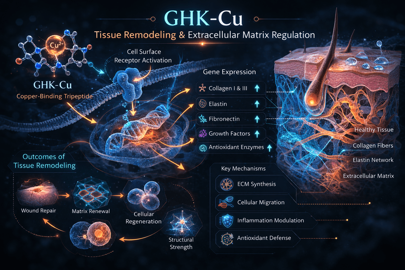 GHK-Cu extracellular matrix remodeling diagram
