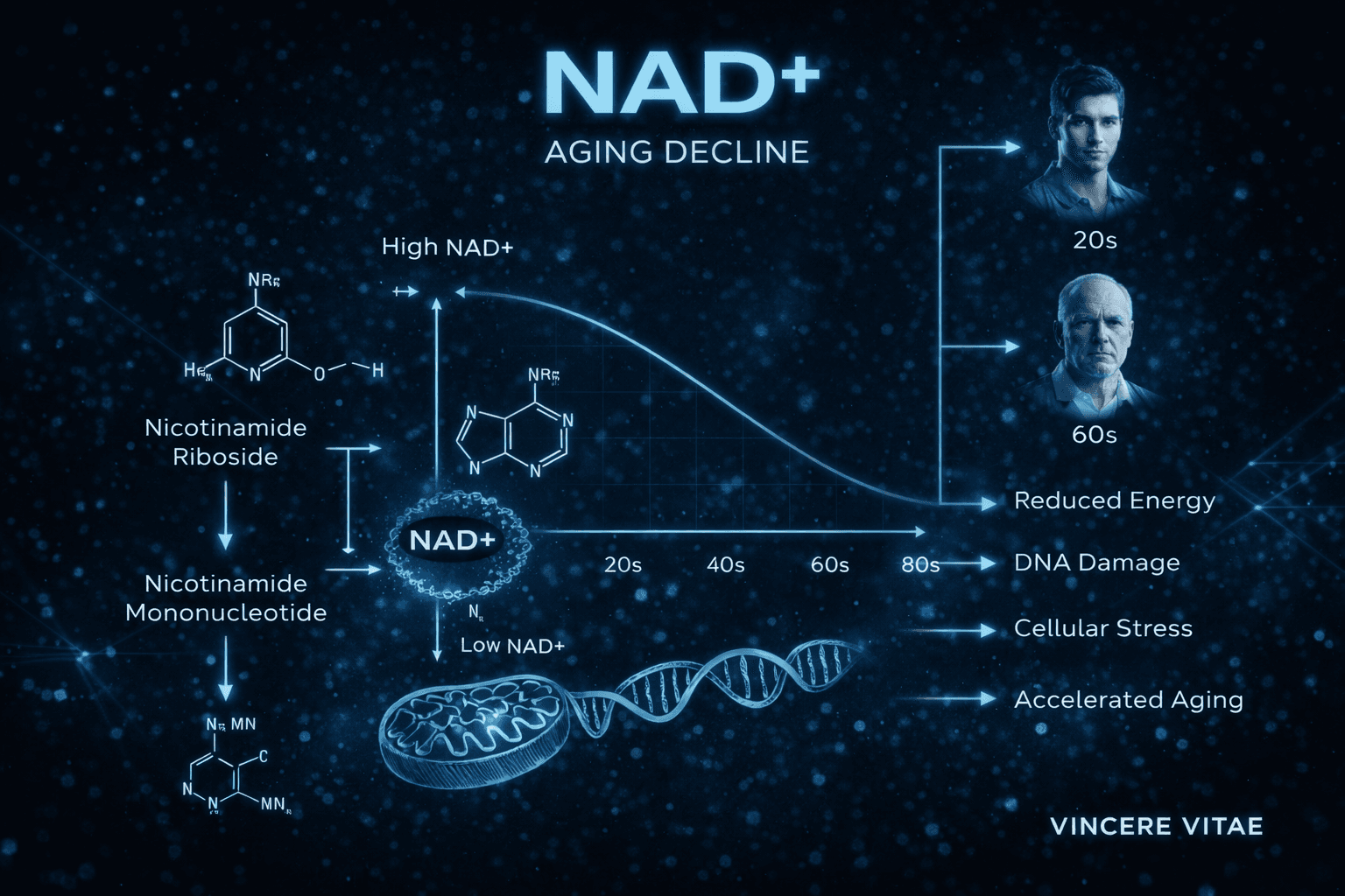 NAD+ age-related decline and metabolic stress diagram