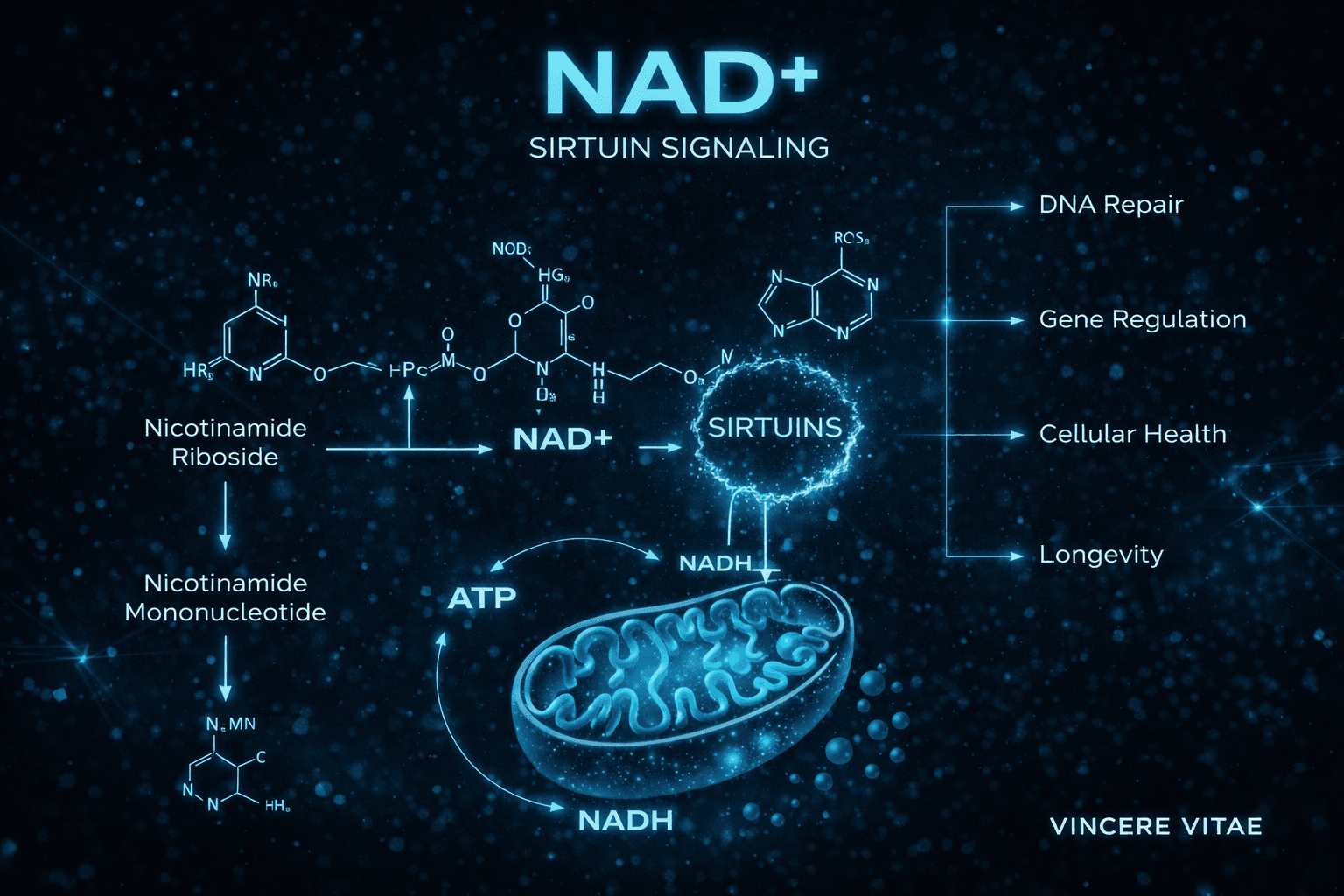 NAD+ sirtuin and longevity signaling diagram