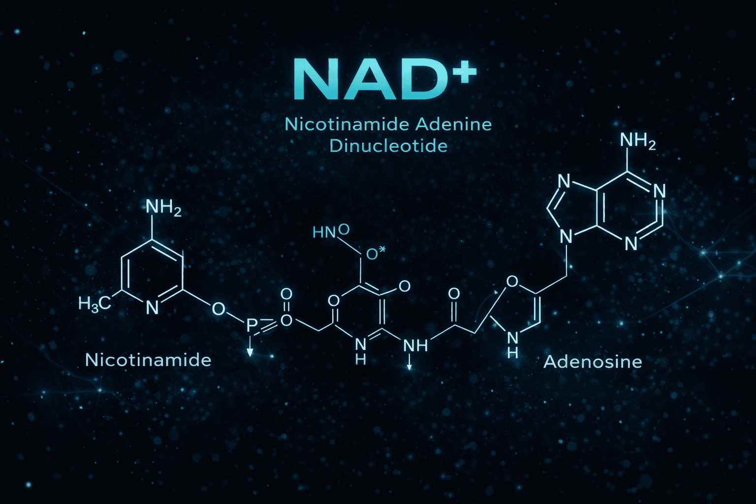 NAD+ molecular structure